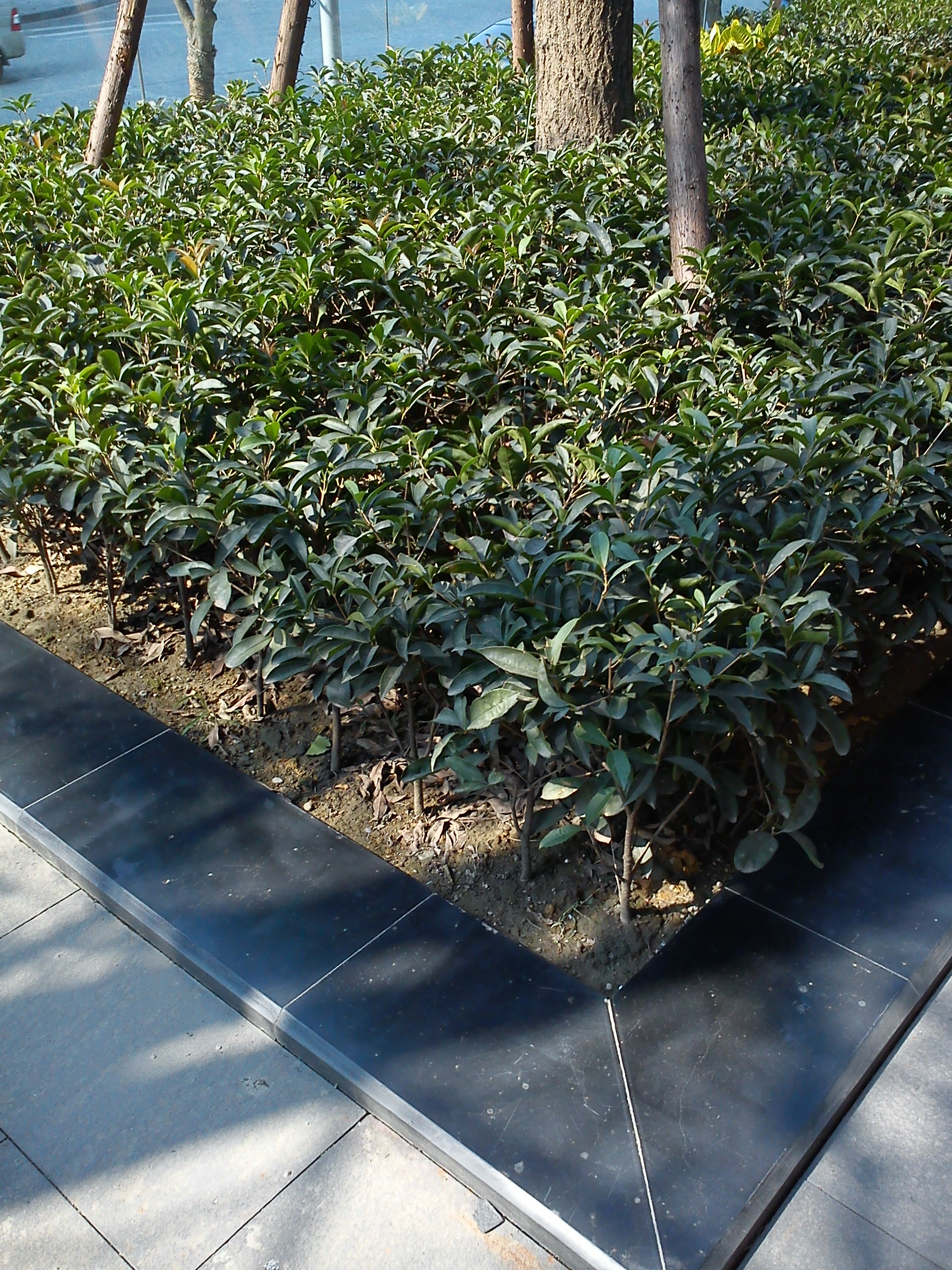 Chengdu Landscape Detail View